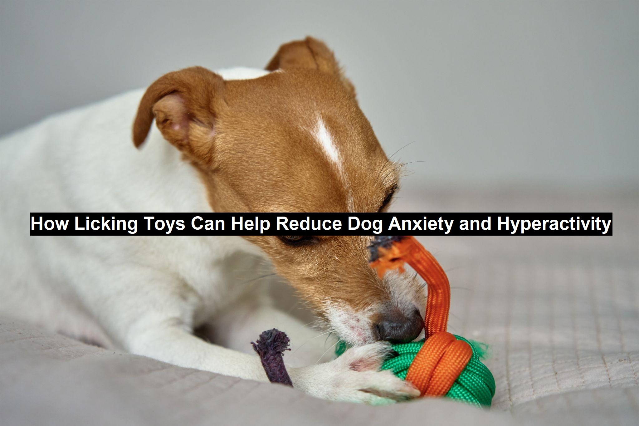 Reduce Dog Anxiety